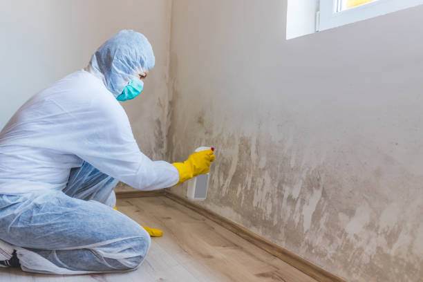 Licensed Mold Testing service in Nederland, CO - WQB Mold Removal